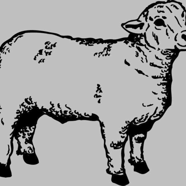 SHEEP006 Thumbnail