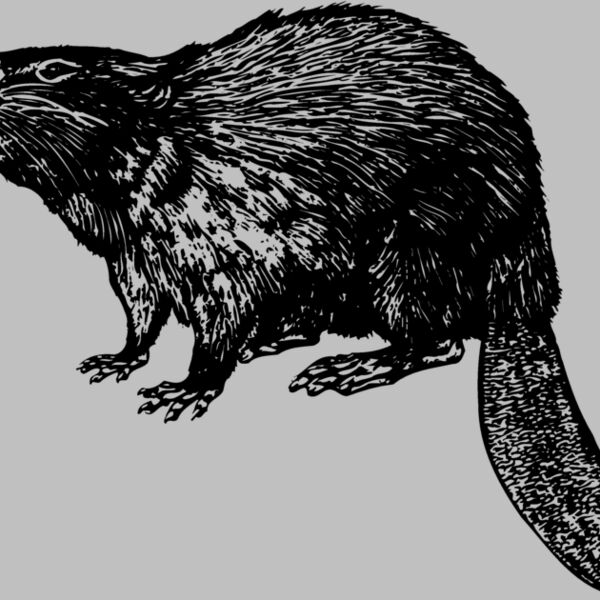 BEAVER02 Thumbnail