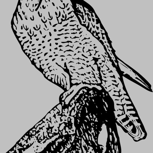 BIRD004 Thumbnail