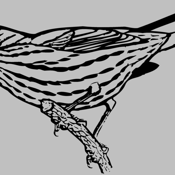 BIRD029 Thumbnail