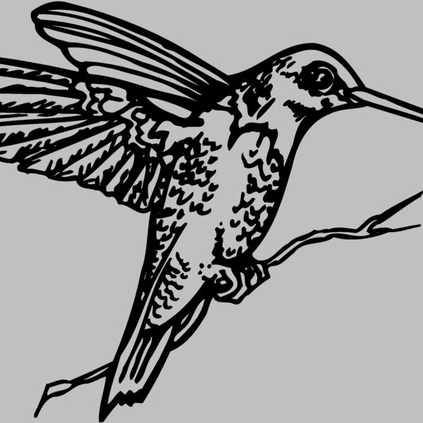 BIRD033 Thumbnail