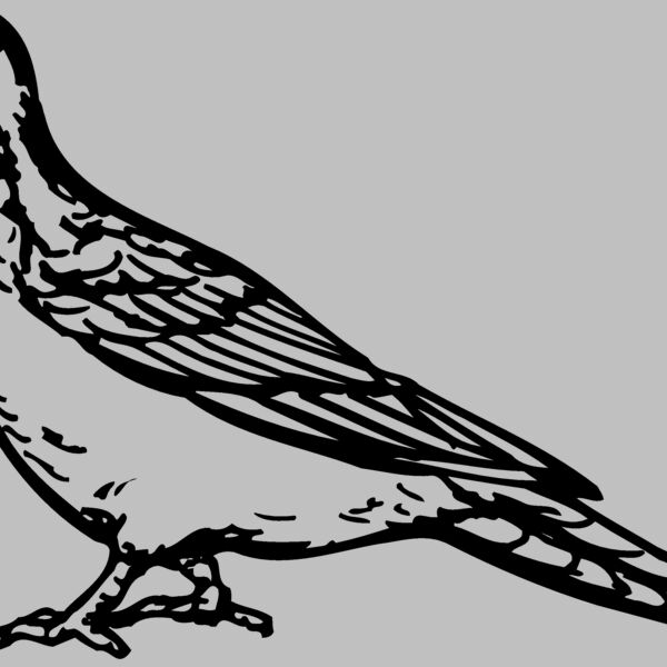 BIRD034 Thumbnail
