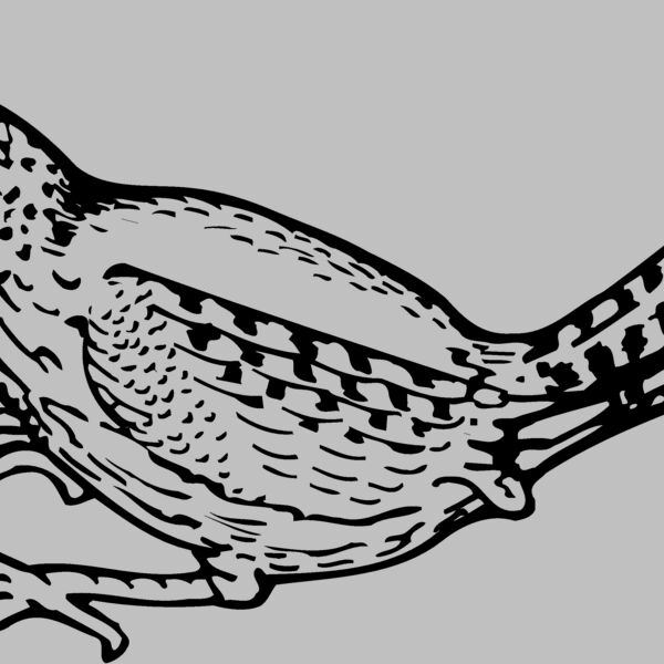 BIRD041 Thumbnail