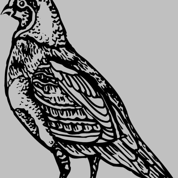 BIRD042 Thumbnail