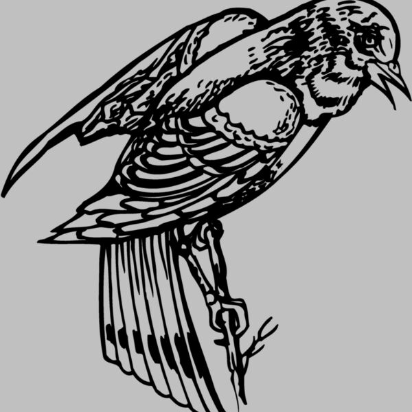 BIRD051 Thumbnail
