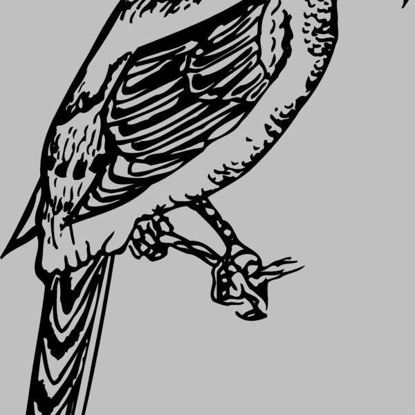 BIRD053 Thumbnail