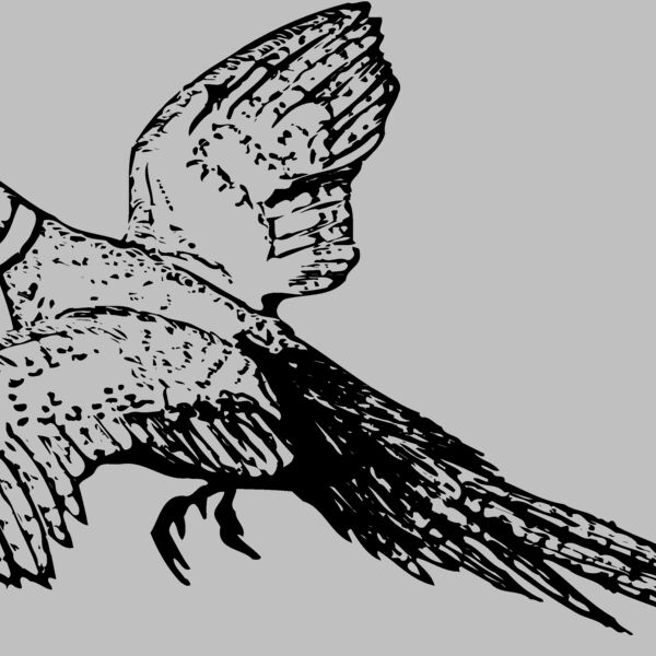 BIRD076 Thumbnail