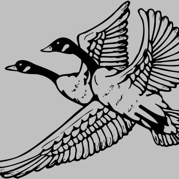 BIRD077 Thumbnail