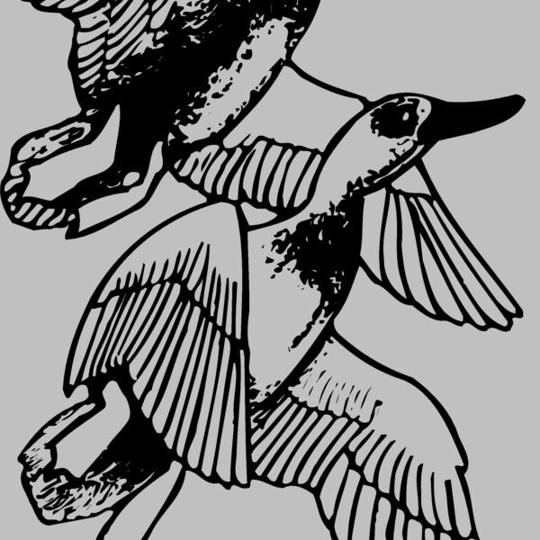 BIRD078 Thumbnail