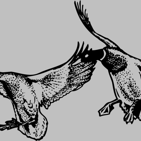 BIRD079 Thumbnail
