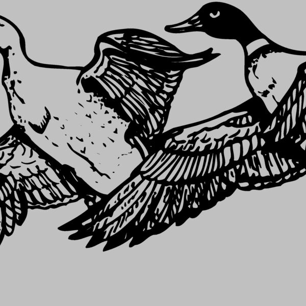 BIRD080 Thumbnail