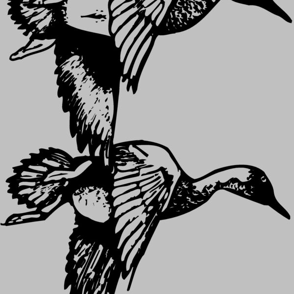 BIRD084 Thumbnail