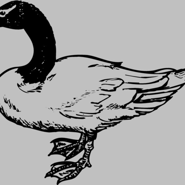 BIRD086 Thumbnail