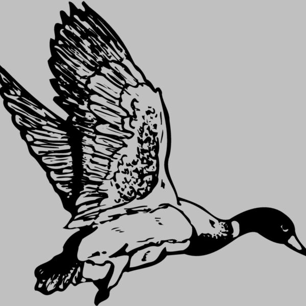 BIRD087 Thumbnail