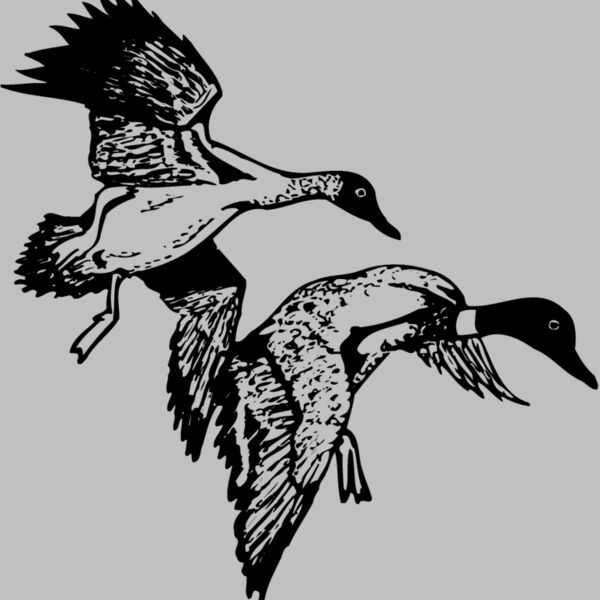 BIRD088 Thumbnail