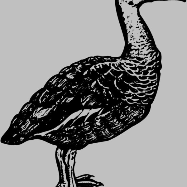 BIRD089 Thumbnail
