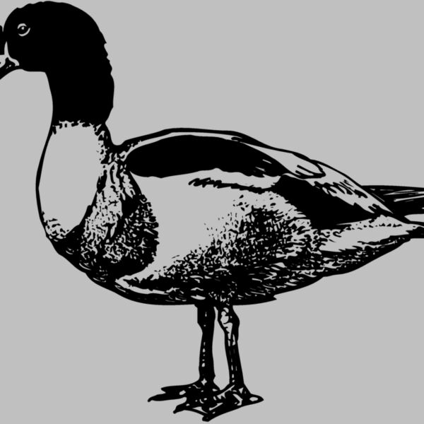 BIRD090 Thumbnail