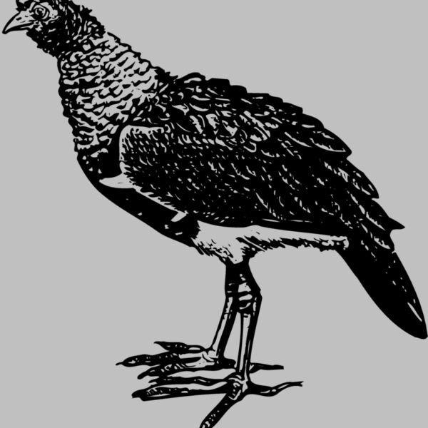 BIRD092 Thumbnail