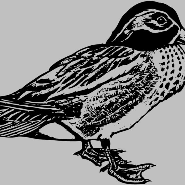 BIRD094 Thumbnail