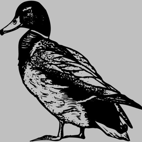 BIRD101 Thumbnail