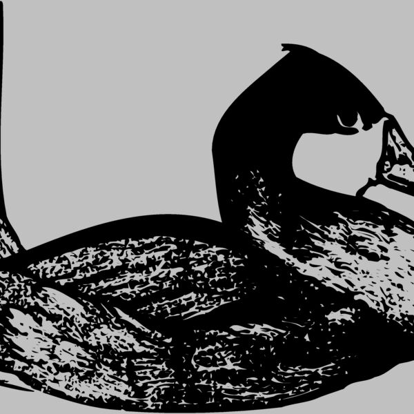 BIRD102 Thumbnail