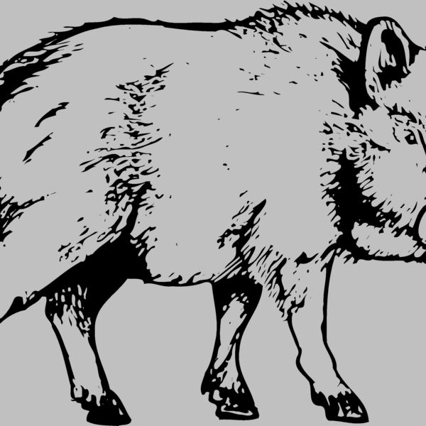 BOAR0003 Thumbnail
