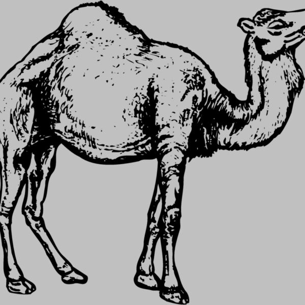 CAMEL004 Thumbnail