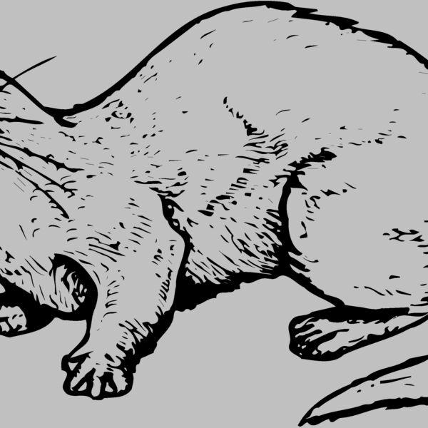 OTTER002 Thumbnail
