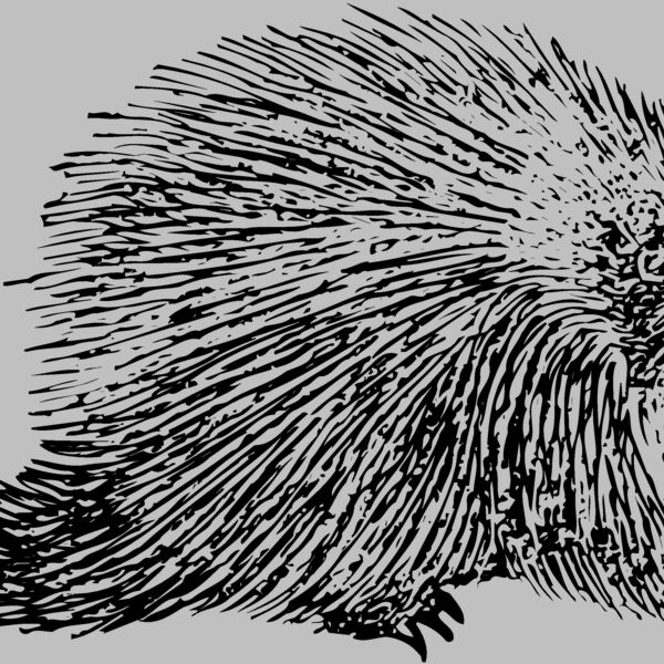 PORC002 Thumbnail