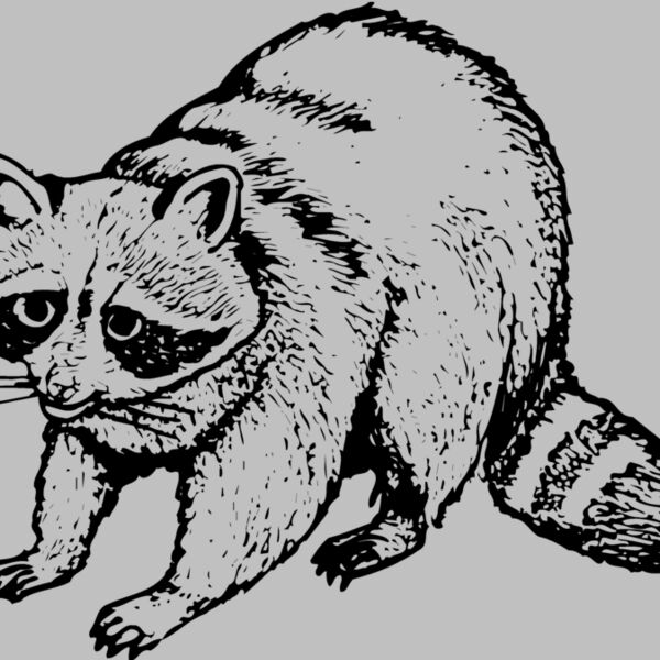 COON002 Thumbnail