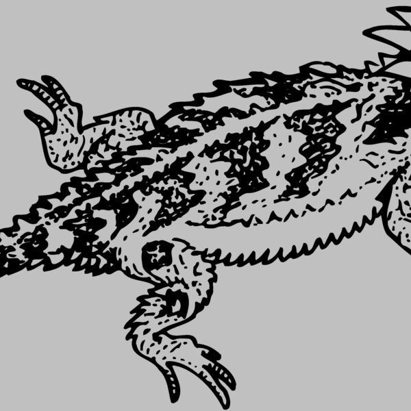 IGUANA01 Thumbnail