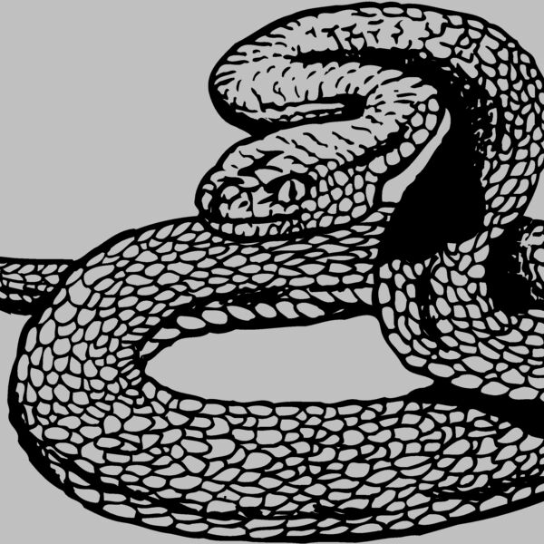 SNAKE012 Thumbnail