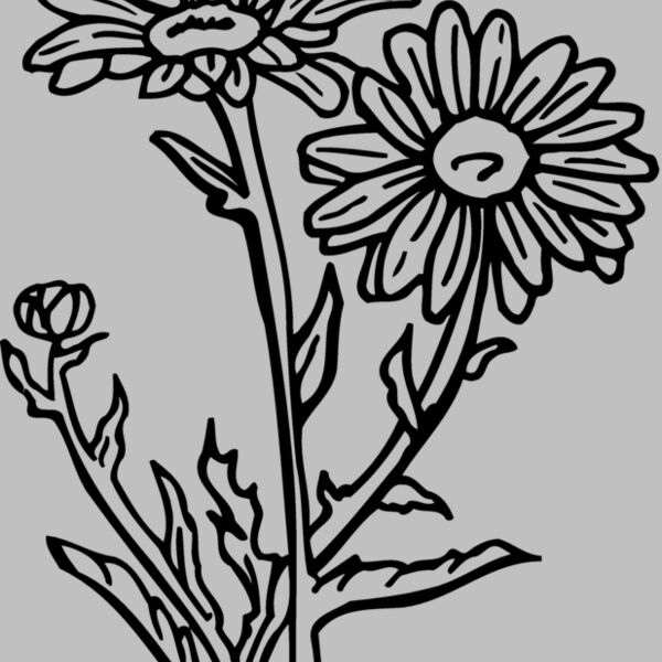 FLOWER17 Thumbnail