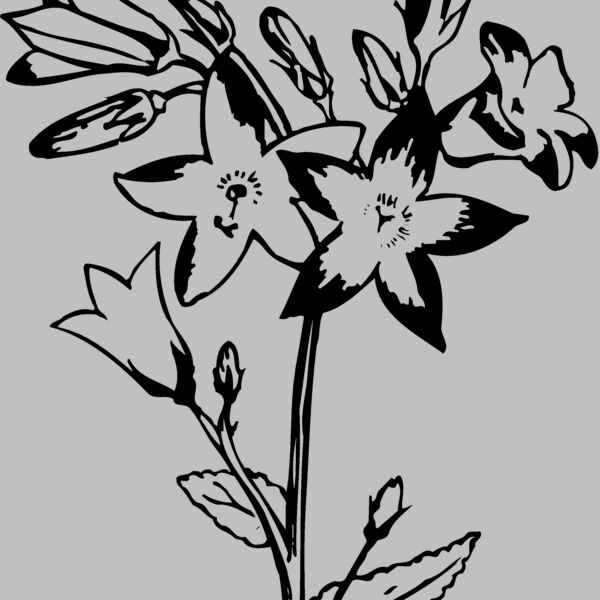 FLOWER25 Thumbnail