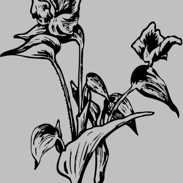 FLOWER30 Thumbnail
