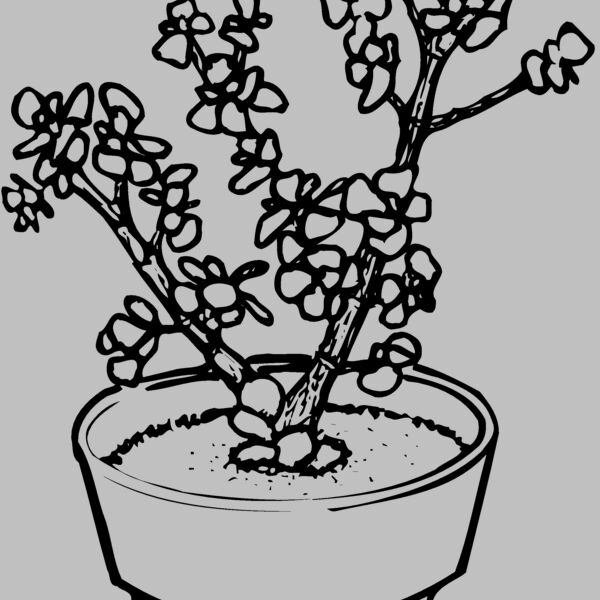 PLANT05 Thumbnail