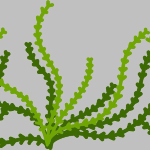 Sea Plant Thumbnail