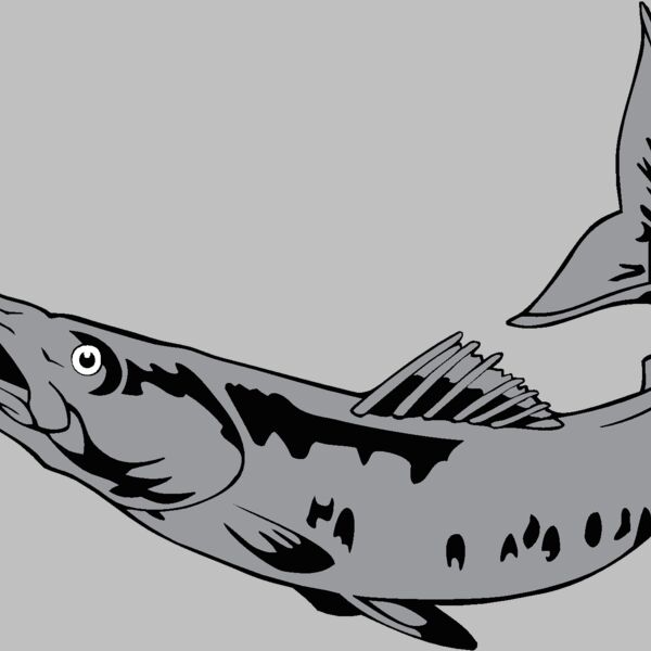 barracuda1 Thumbnail