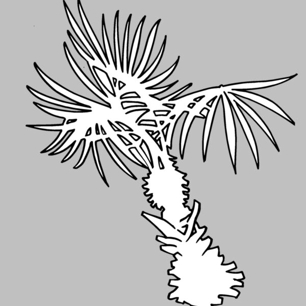 landscapepalm Thumbnail