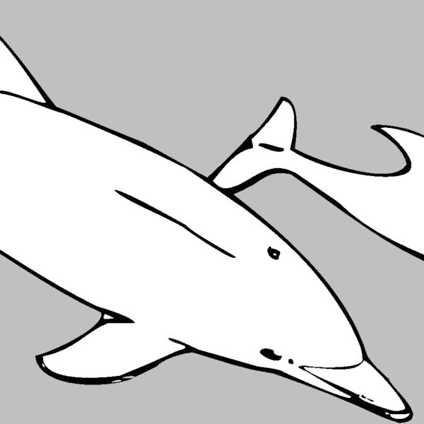 bottlenosedolphin Thumbnail