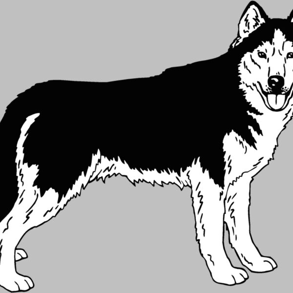 siberian husky 01 Thumbnail