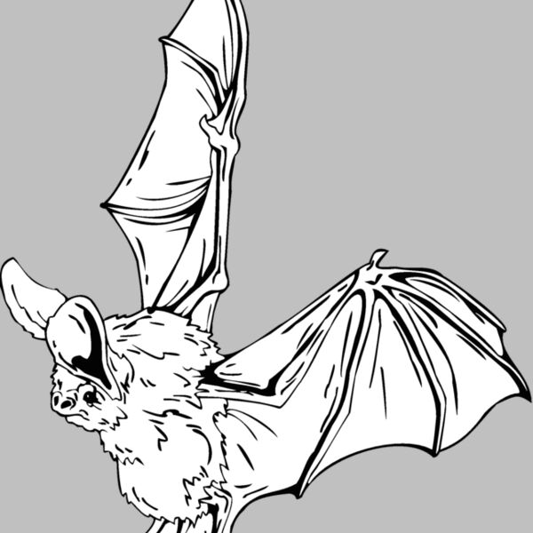 bat Thumbnail