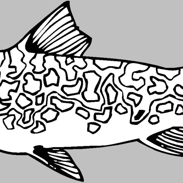 lake trout Thumbnail