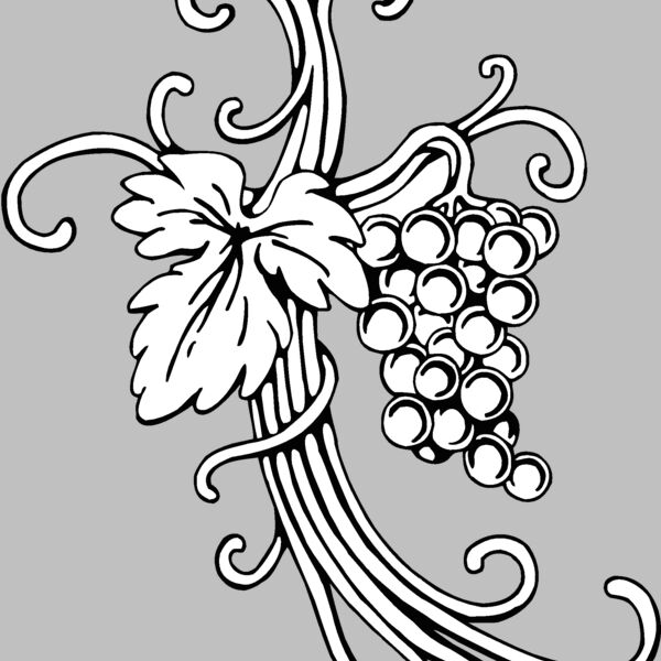 vineandgrape Thumbnail