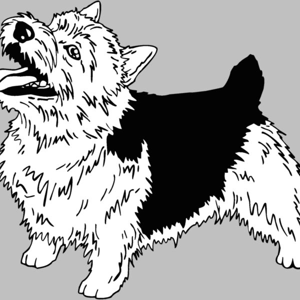 norwich terrier 01 Thumbnail