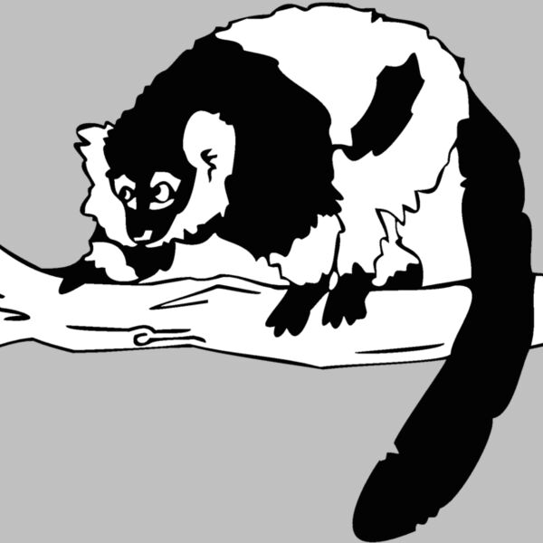 bw lemur Thumbnail