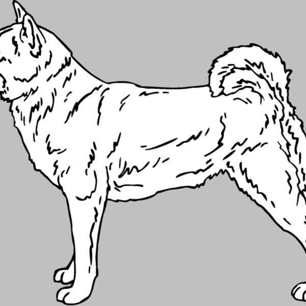 shiba inu 01 Thumbnail