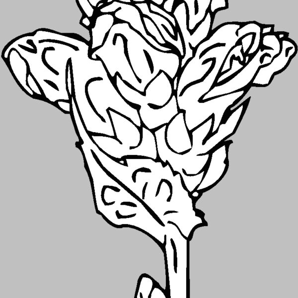 turtlehead Thumbnail