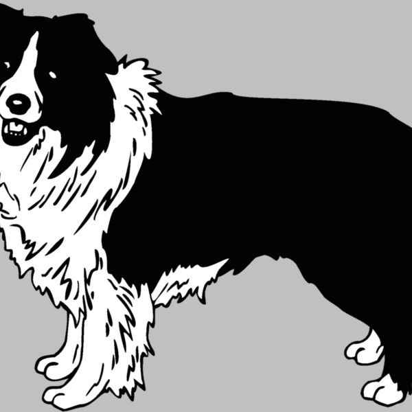border collie Thumbnail