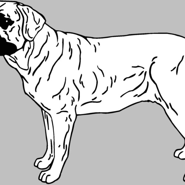 bullmastiff Thumbnail